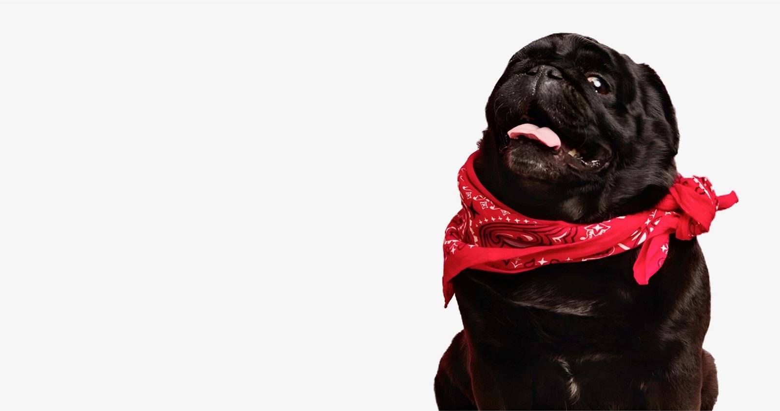 A black pug wearing a red bandana, part of the Zoonic brand imagery