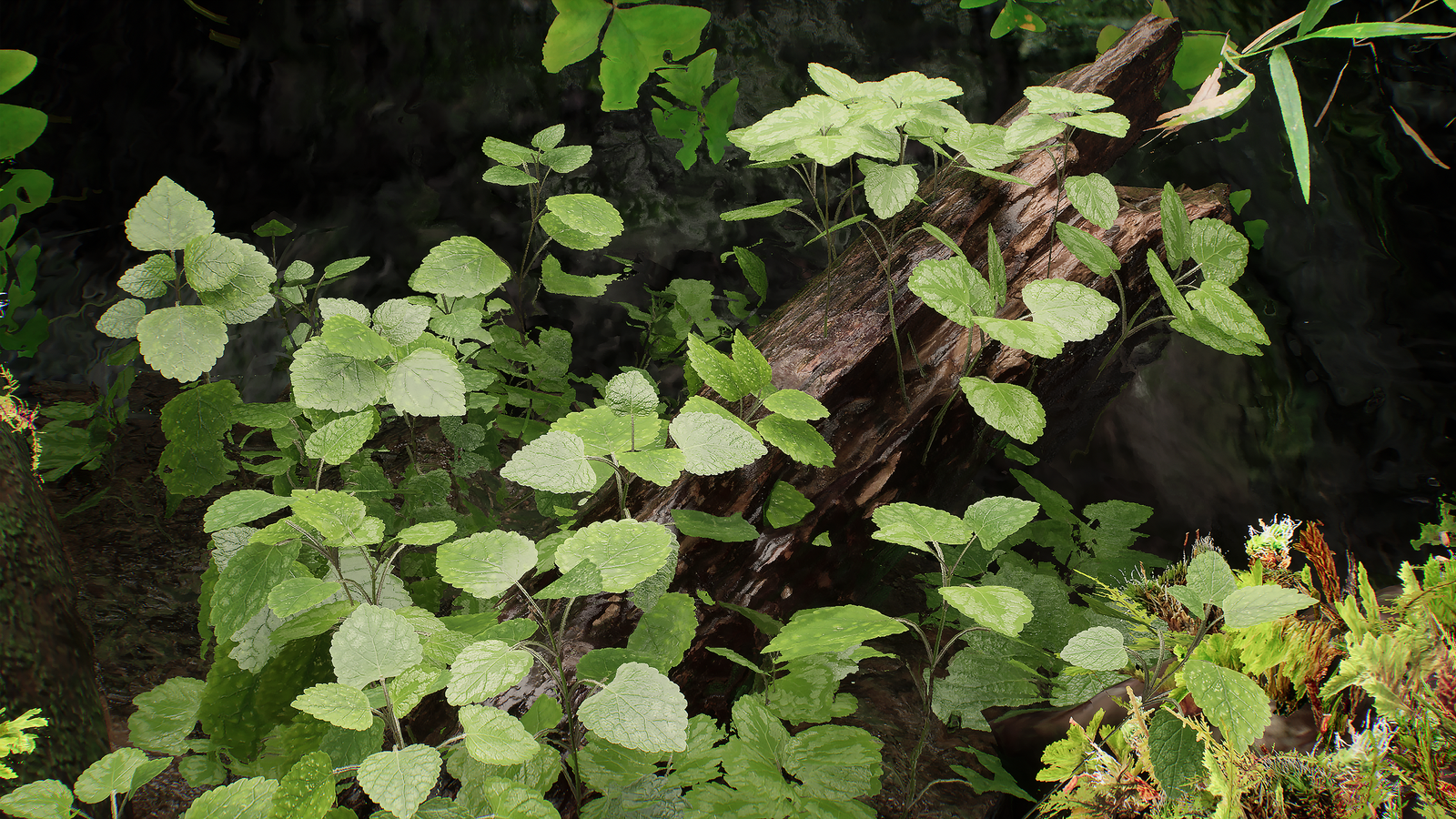 Close detail of the Lush terrarium, broad leaves over driftwood and moss